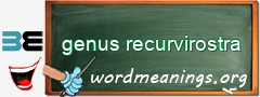 WordMeaning blackboard for genus recurvirostra